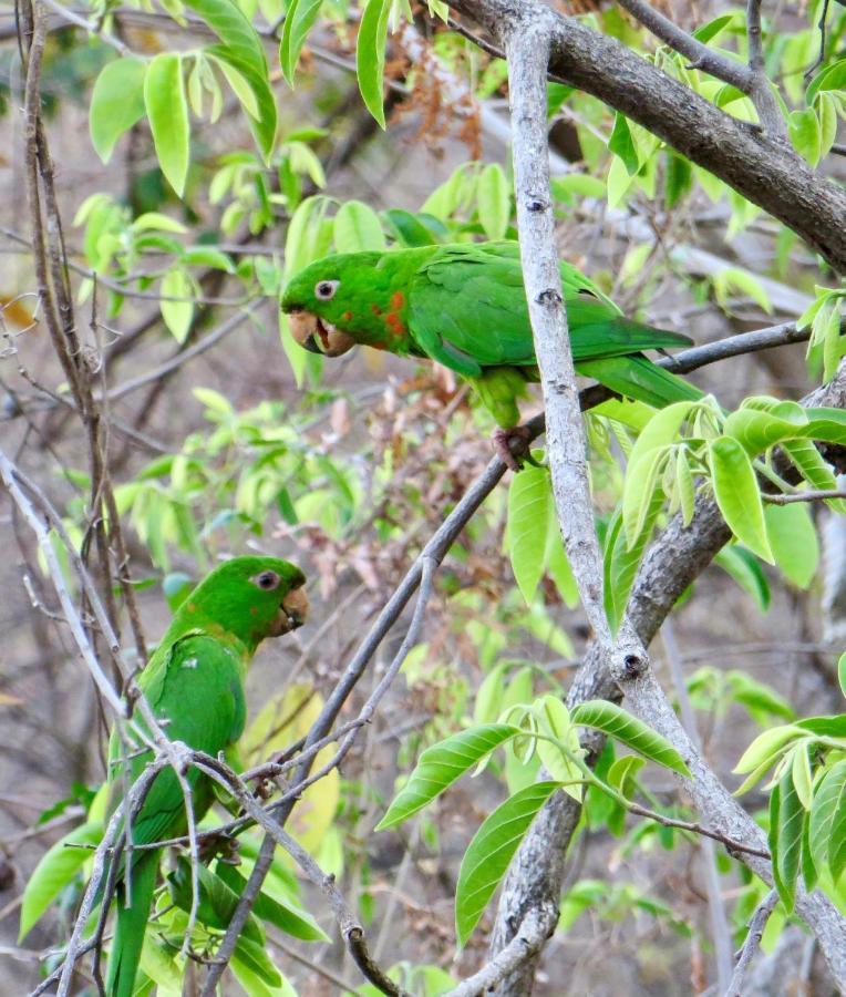 Villa Ometepe Mérida المظهر الخارجي الصورة